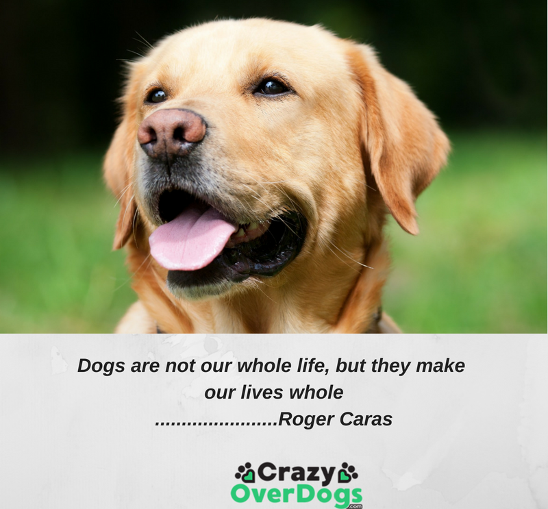 inspirational-dog-quotes-crazy-over-dogs