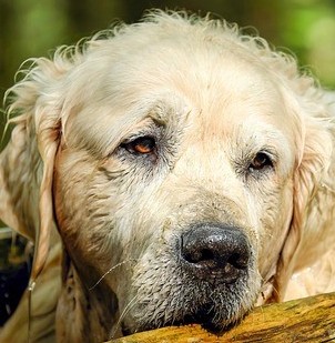 What Are The Signs Of Ageing In Senior Dogs