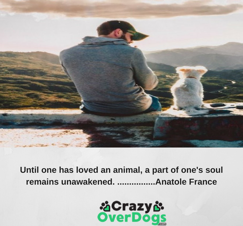Inspirational Dog Quotes Crazy Over Dogs