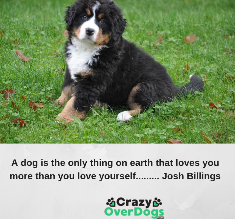 A dog is the only thing on earth that loves you more than you love yourself. ...Josh Billings