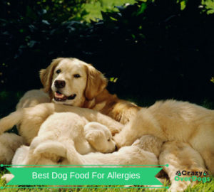 Buying Guide For Best Dog Food For Allergies
