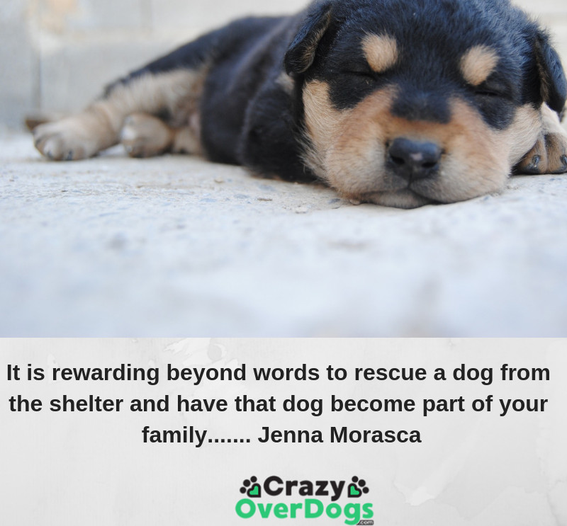 It is rewarding beyond words to rescue a dog from the shelter and have that dog become part of your family.............Jenna Morasca