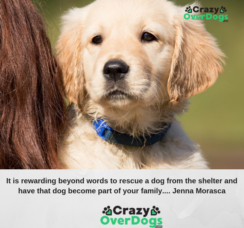 It is rewarding beyond words to rescue a dog from the shelter and have that dog become part of your family.......... Jenna Morasca