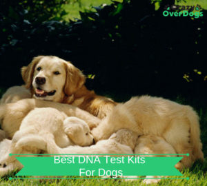 Buying Guide For Best DNA Test Kits For Dogs