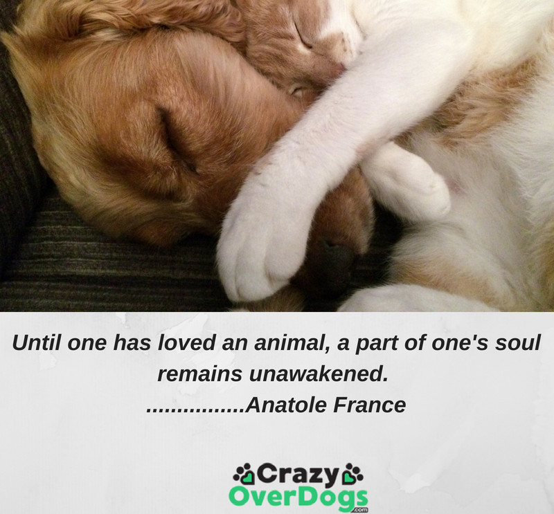 beloved dog quotes -Until one has loved an animal, a part of one's soul remains unawakened.... Anatole France