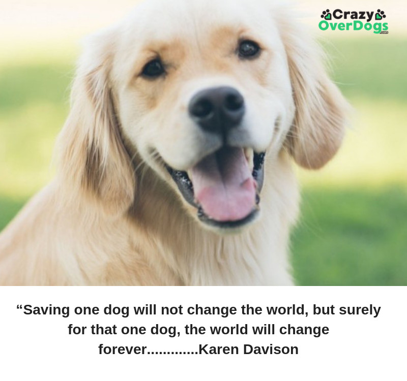 “Saving one dog will not change the world, but surely for that one dog, the world will change forever.” Karen Davison