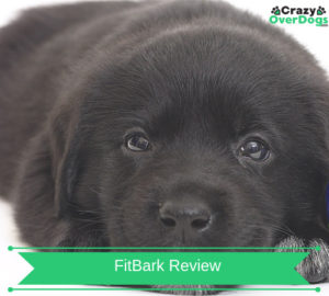 FitBark | Fitbark 2 : – Keep Your Dog Fit and Healthy