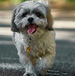 Best LED Dog Collars