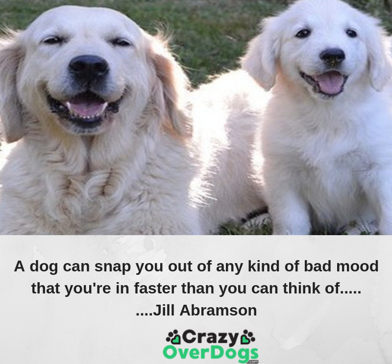 A dog can snap you out of any kind of bad mood that youre in faster than you can think of..... Jill Abramson