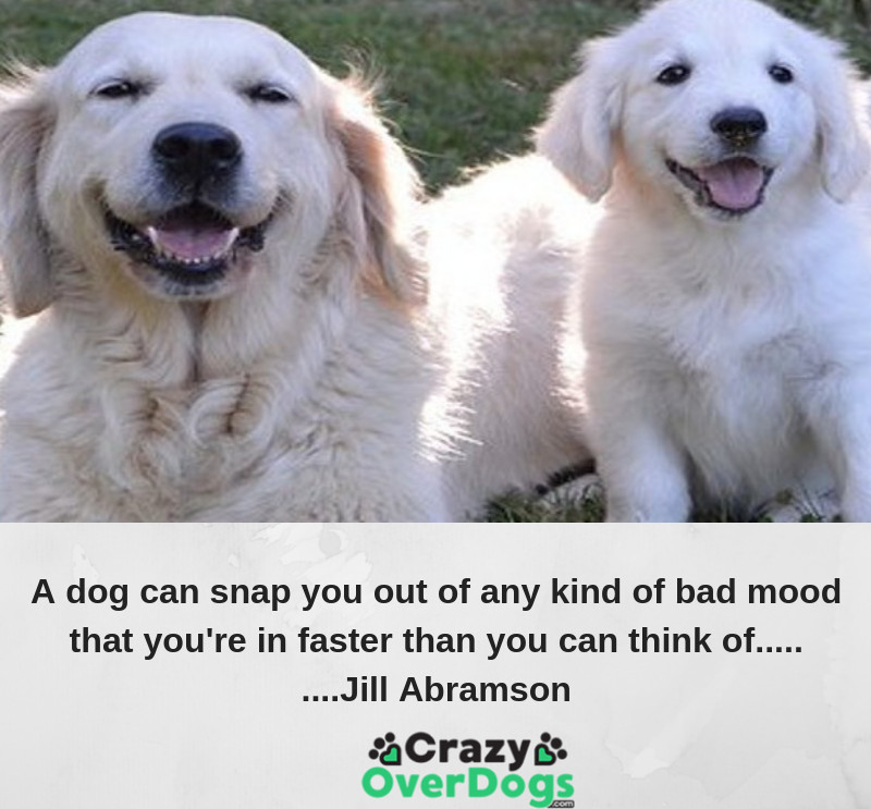 inspirational dog quotes