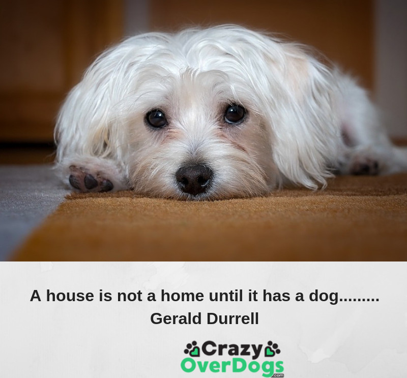 inspirational dog quote - A house is not a home until it has a dog....... Gerald Durrell
