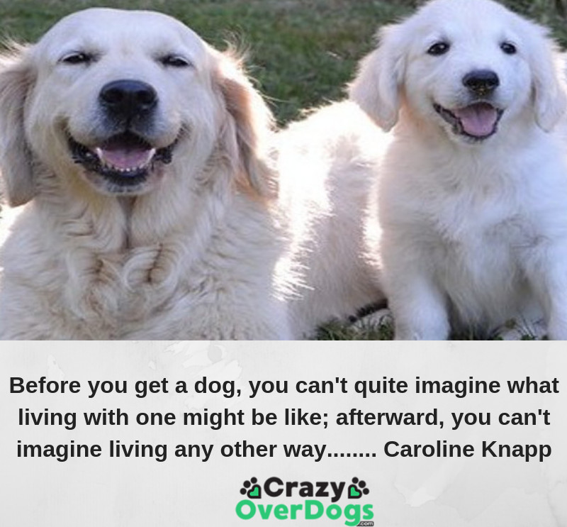 Before you get a dog, you can't quite imagine what living with one might be like; afterward, you can't imagine living any other way. ................Caroline Knapp