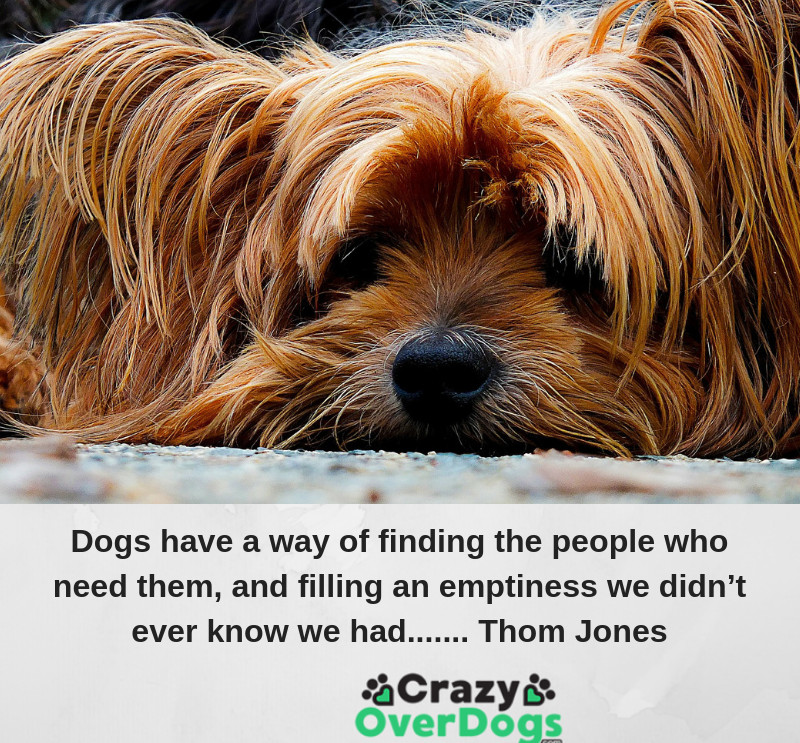 Inspirational Dog Quotes -  Dogs have a way of finding the people who need them, and filling an emptiness we didn’t even know we had. ....... Thom Jones