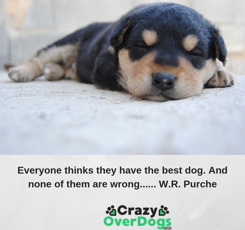 inspirational dog quotes