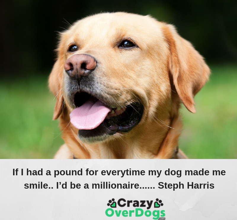 If I had a pound for every time my dog made me smile. I’d be a millionaire...... Steph Harris