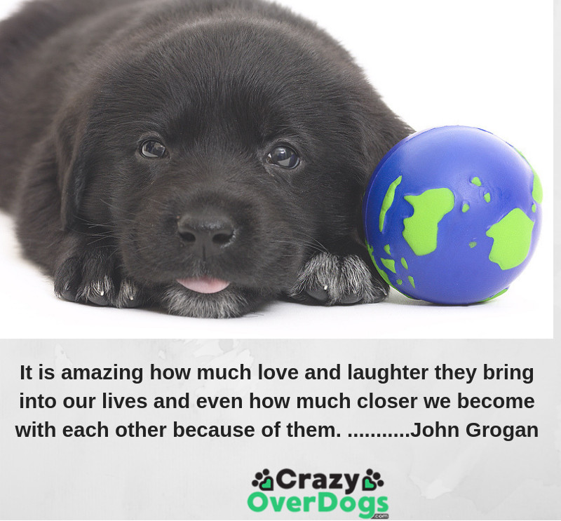 love your dog quotes - It is amazing how much love and laughter they bring into our lives and even how much closer we become with each other because of them..........John Grogan