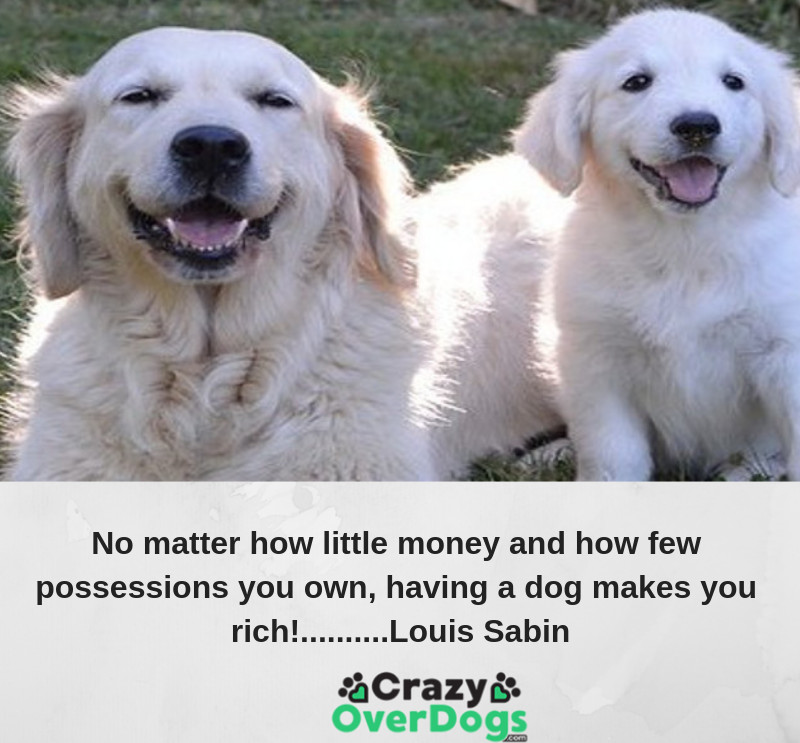 _No matter how little money and how few possessions you own, having a dog makes you rich!_ ...................Louis Sabin