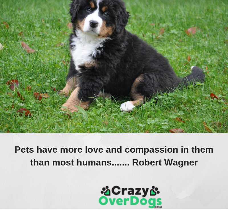 Pets have more love and compassion in them than most humans....... Robert Wagner