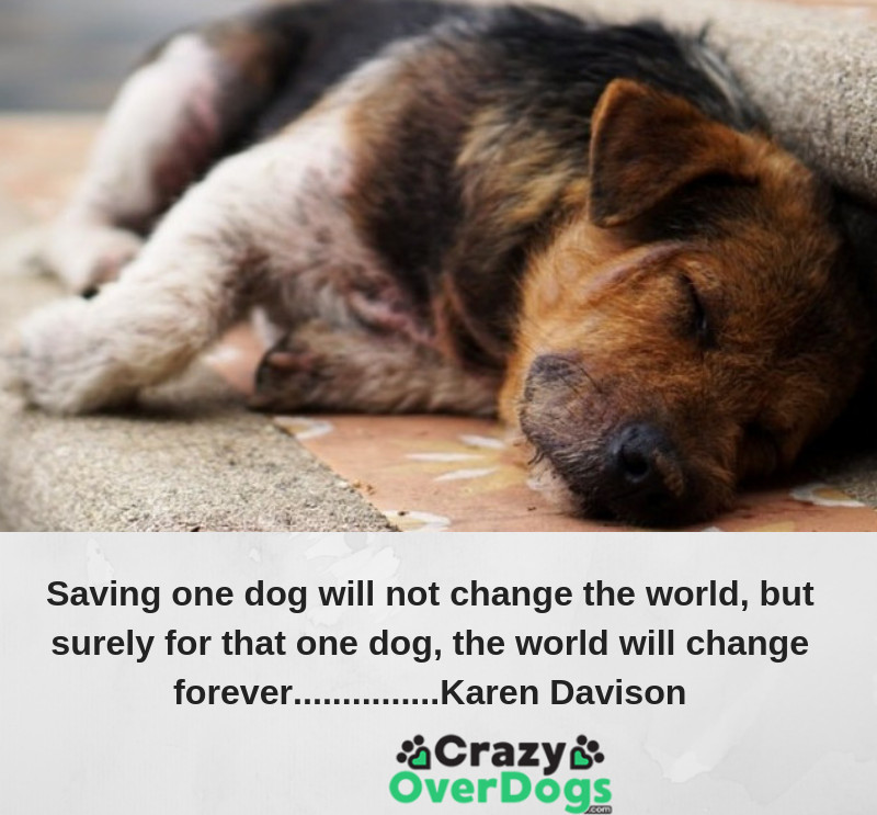 Saving one dog will not change the world, but surely for that one dog, the world will change forever...............Karen Davison