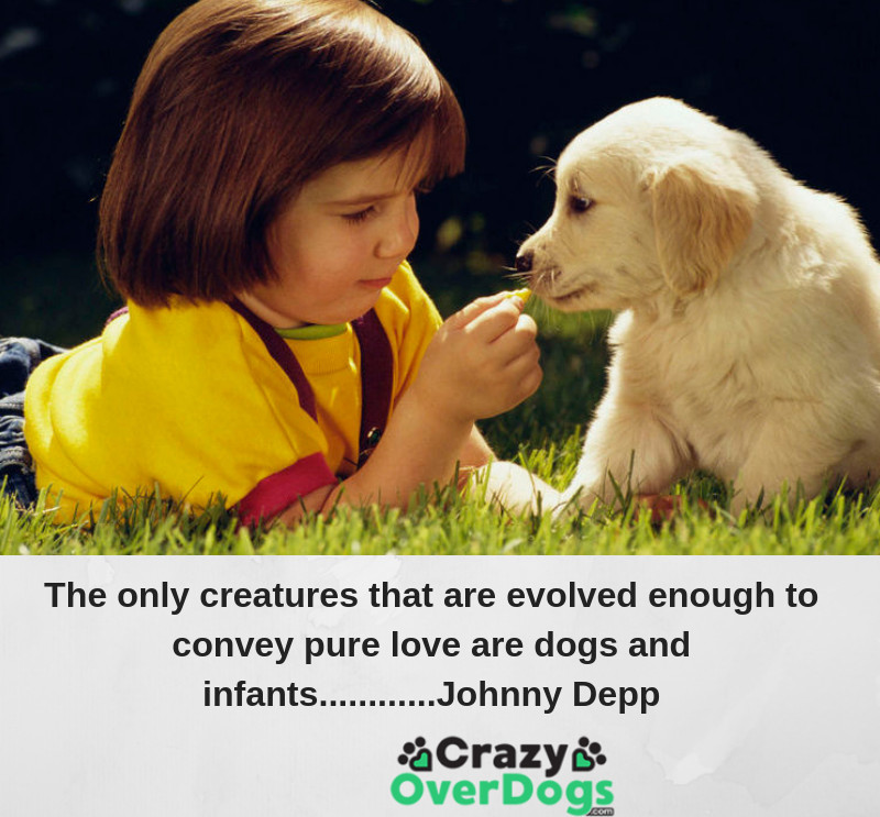 The only creatures that are evolved enough to convey pure love are dogs and infants..........Johnny Depp