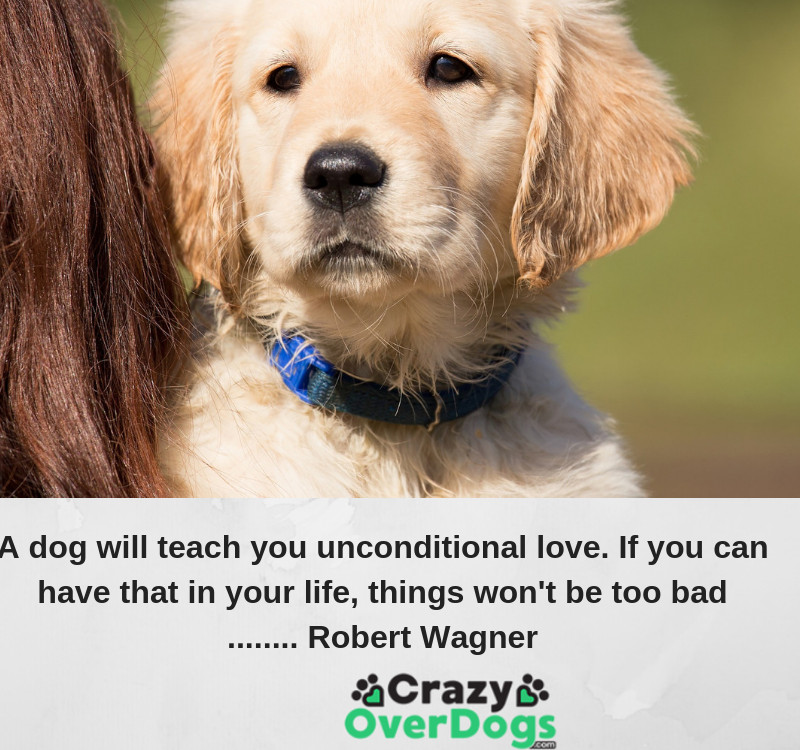 inspirational dog quote