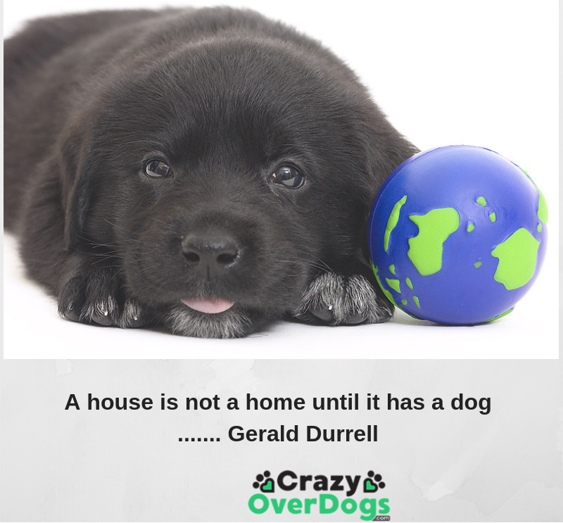 A house is not a home until it has a dog......... Gerald Durrell