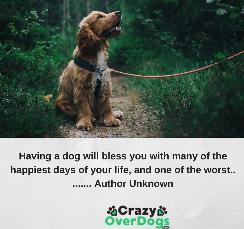Having a dog will bless you with many of the happiest days of your life, and one of the worst.... Author Unknown