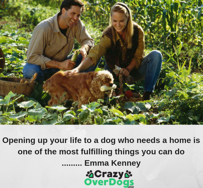 Opening up your life to a dog who needs a home is one of the most fulfilling things you can do......... Emma Kenney