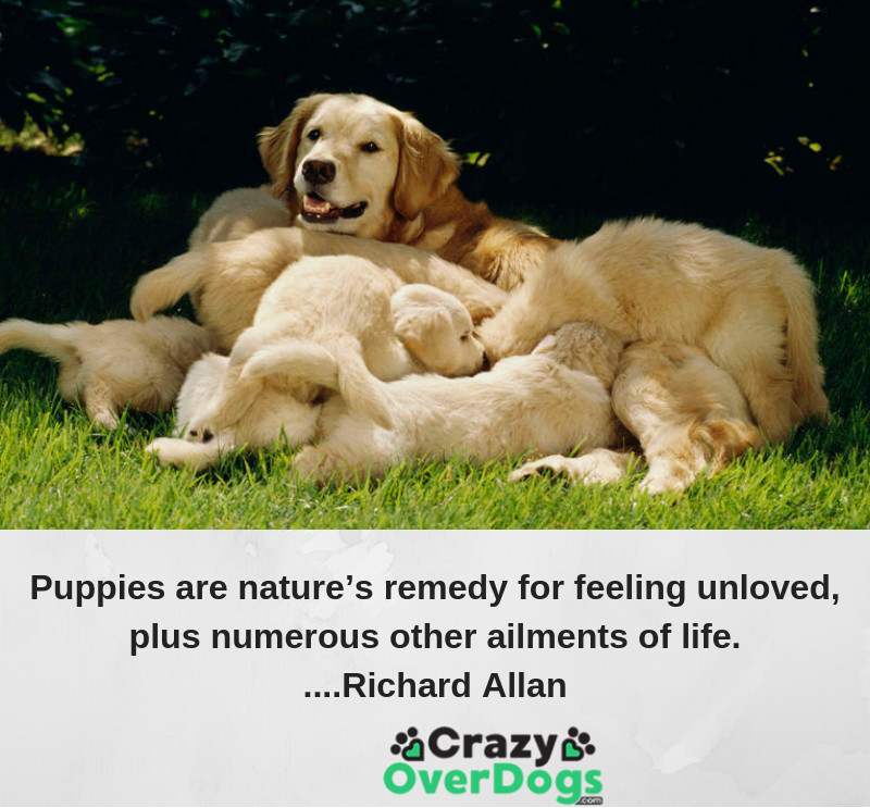 Puppies are nature’s remedy for feeling unloved, plus numerous other ailments of life.....Richard Allan