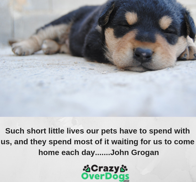 Such short little lives our pets have to spend with us, and they spend most of it waiting for us to come home each day.......John Grogan