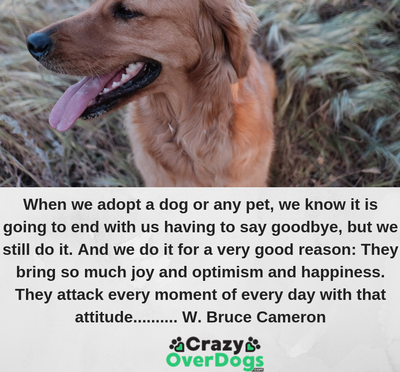 When we adopt a dog or any pet, we know it is going to end with us having to say goodbye, but we still do it. And we do it for a very good reason: They bring so much joy and optimism and happiness. They attack every moment of every day with that attitude.......... W. Bruce Cameron