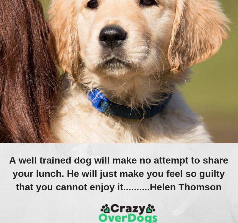A well trained dog will make no attempt to share your lunch. He will just make you feel so guilty that you cannot enjoy it..........Helen Thomson