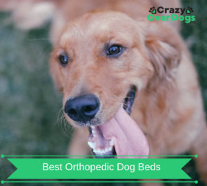 Best Orthopedic Dog Beds in 2020 – Help Arthritis | Joint Problems