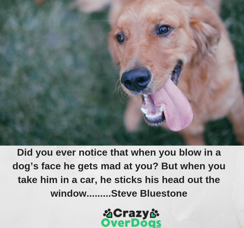Did you ever notice that when you blow in a dog’s face he gets mad at you? But when you take him in a car, he sticks his head out the window.........Steve Bluestone