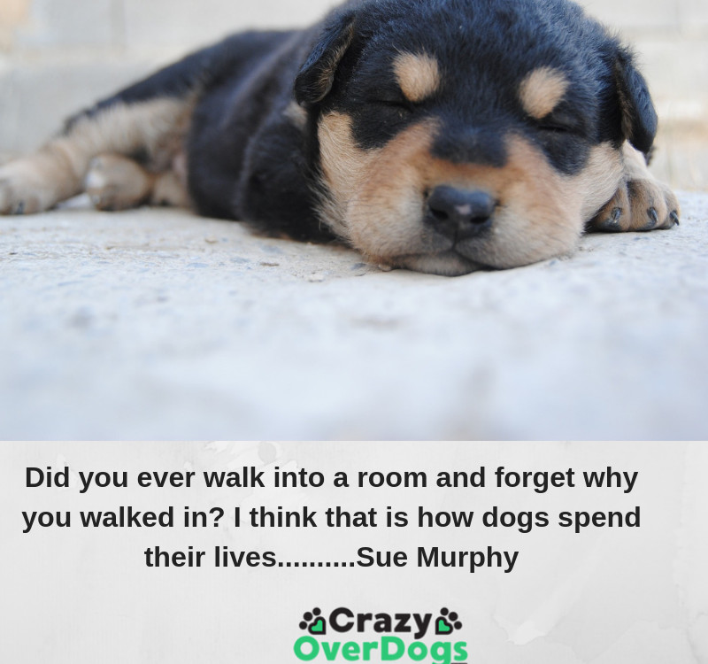Did you ever walk into a room and forget why you walked in? I think that is how dogs spend their lives..........Sue Murphy