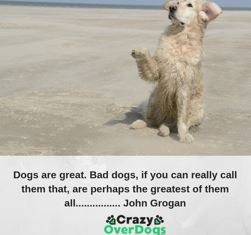 Inspirational Dog Quotes - Dogs are great. Bad dogs, if you can really call them that, are perhaps the greatest of them all.........John Grogan