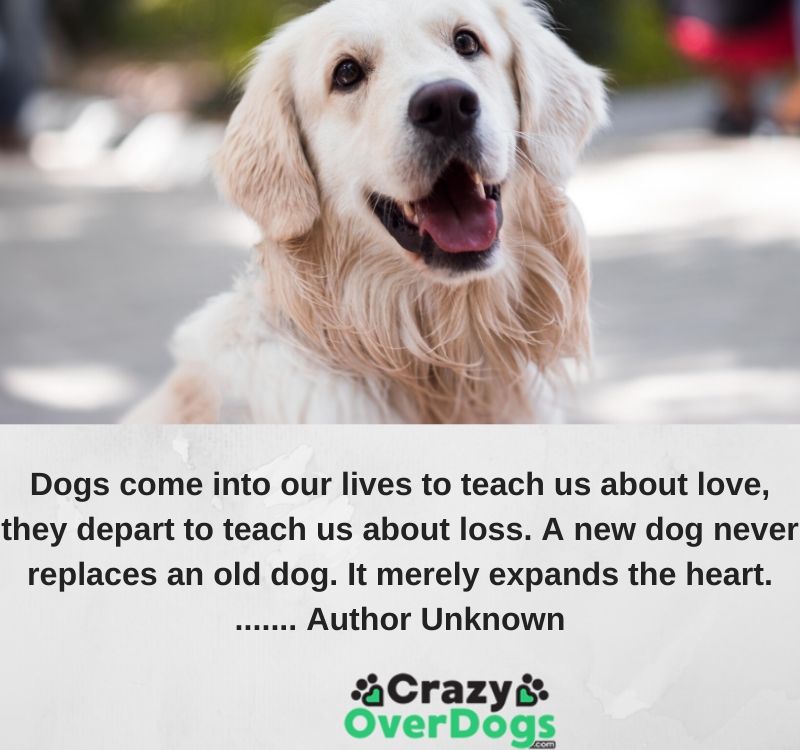 Dogs come into our lives to teach us about love, they depart to teach us about loss. A new dog never replaces an old dog. It merely expands the heart.......... Author Unknown