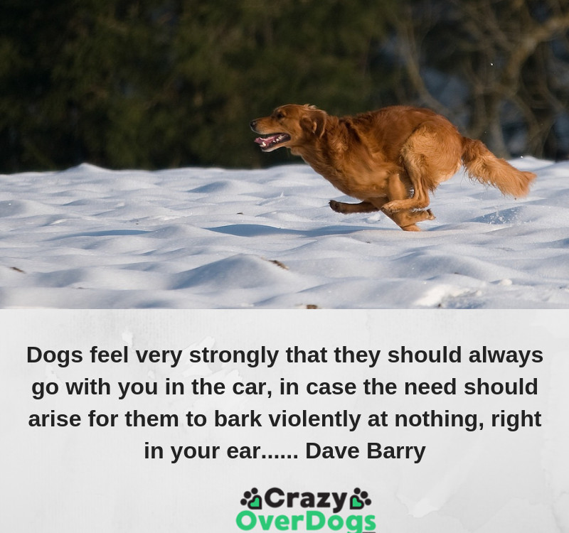 Funny Dog Quotes