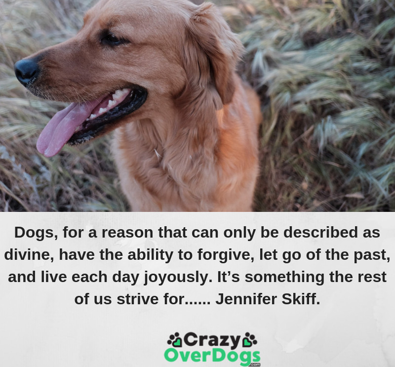 Dogs, for a reason that can only be described as divine, have the ability to forgive, let go of the past, and live each day joyously. It’s something the rest of us strive for...... Jennifer Skiff.