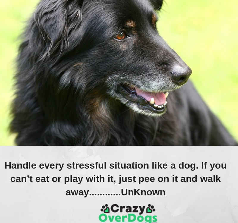 Handle every stressful situation like a dog. If you can’t eat or play with it, just pee on it and walk away............UnKnown