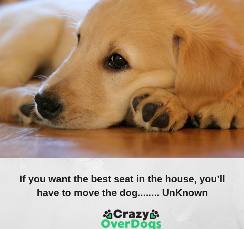 If you want the best seat in the house, you’ll have to move the dog........ UnKnown