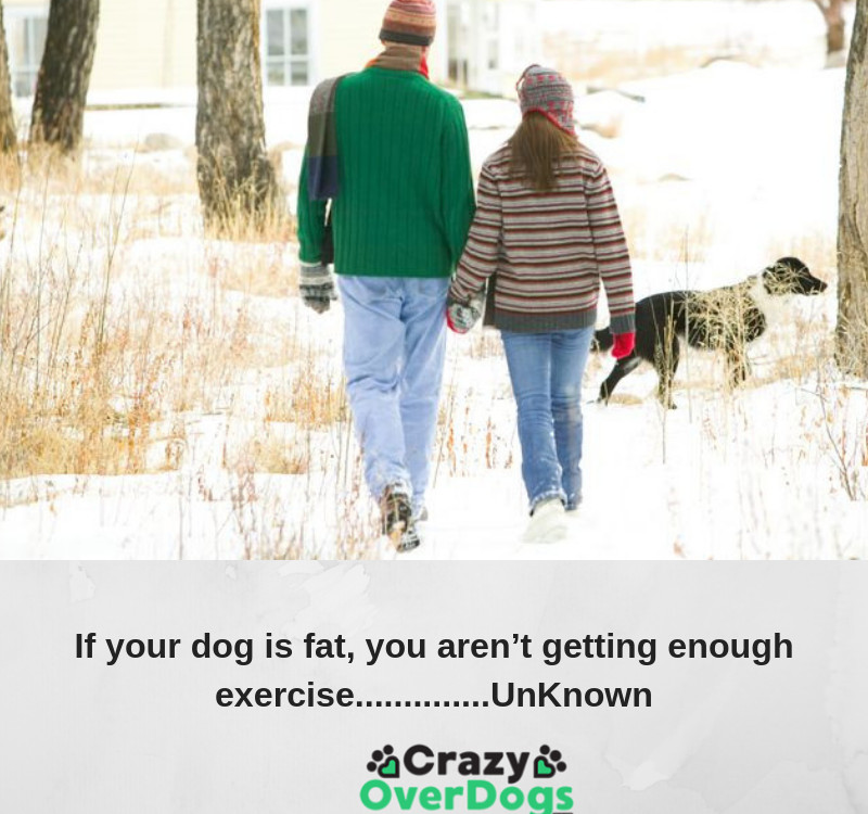 If your dog is fat, you aren’t getting enough exercise..............UnKnown