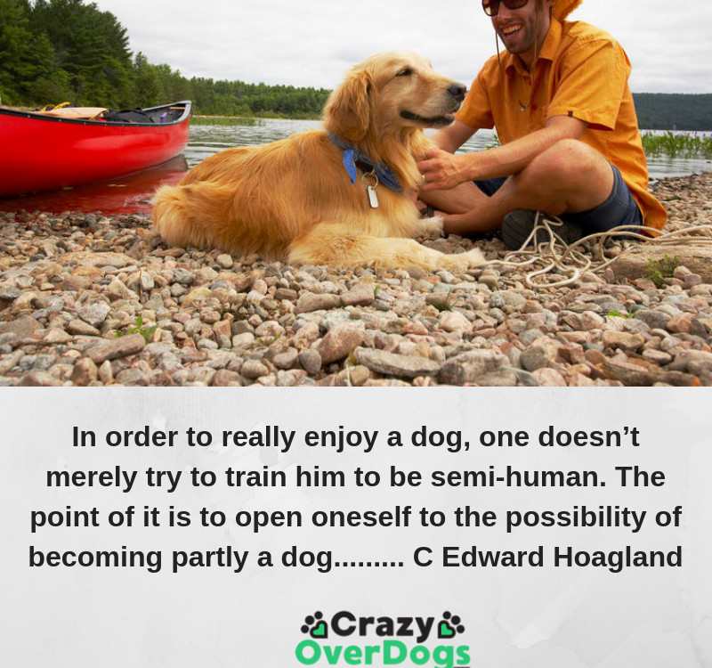 Funny Dog Quotes