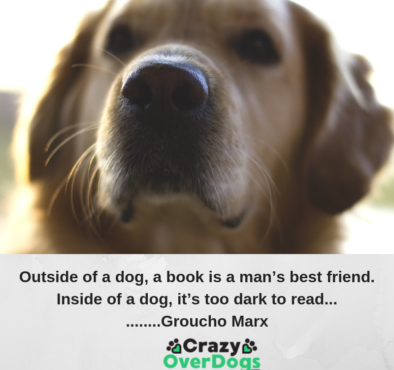 Funny Dog Quotes