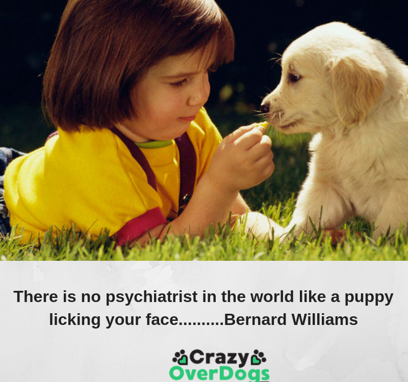 There is no psychiatrist in the world like a puppy licking your face..........Bernard Williams