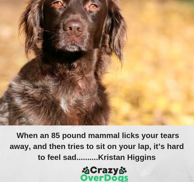 When an eighty-five-pound mammal licks your tears away, then tries to sit on your lap, it’s hard to feel sad......Kristan Higgins