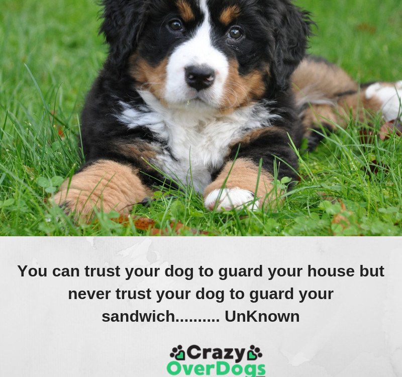 You can trust your dog to guard your house but never trust your dog to guard your sandwich.......... UnKnown