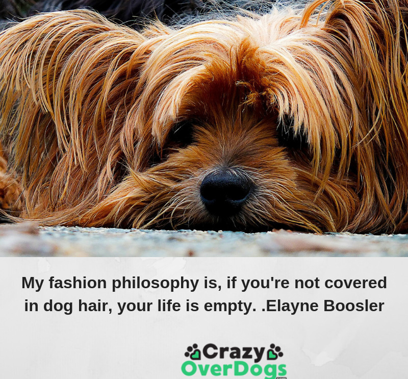 My fashion philosophy is, if you're not covered in dog hair, your life is empty.
