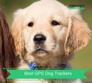 Buying Guide For Best GPS Dog Trackers