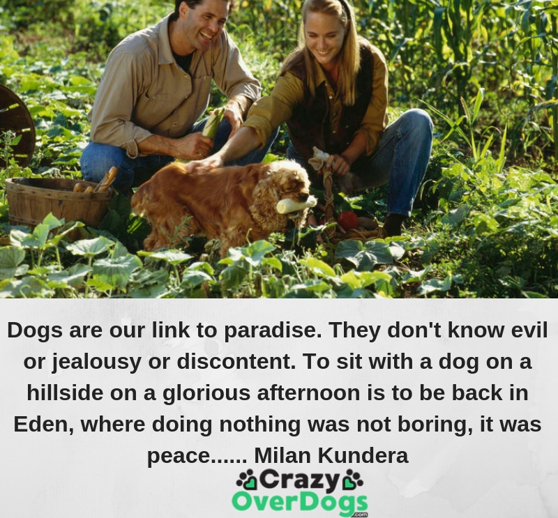 Dogs are our link to paradise. They don't know evil or jealousy or discontent. To sit with a dog on a hillside on a glorious afternoon is to be back in Eden, where doing nothing was not boring--it was peace...... Milan Kundera